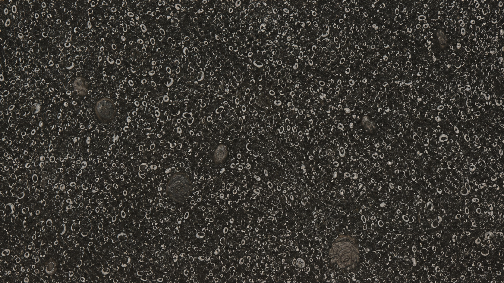 Sea Shell Black Marble Luxury Slabs For Bar Tops thumbnail 3